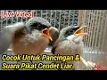 Download Lagu SUARA BURUNG CENDET ANAKAN