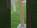 Download Lagu Peaceful Garden Moment | A Mockingbird Foraging🐦