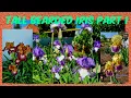 Download Lagu Tall Bearded Iris collection Part 1 // My Iris from Garden Series