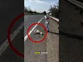 Download Lagu ¡Encontrarse un perro muerto al borde de la carretera!