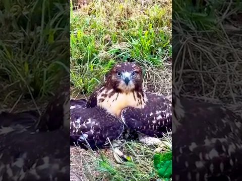 He Refused to Leave This Hawk Behind🥹❤️
