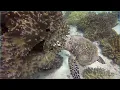 Pacific Nature - Wonderful World PALMISLAND-Khi