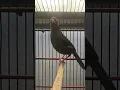 Download Lagu kicau merdu poksay Mandarin dipagi hari #poksaygacor #birds #poksaymandarin