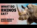 What do Rhinos Eat - Rhinos Diet