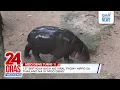 Download Lagu 1st birthday bash ng viral pygmy hippo sa Thailand na si 'Moo Deng' | 24 Oras Weekend