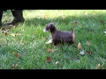 Miniature Schnauzer Puppies For Sale