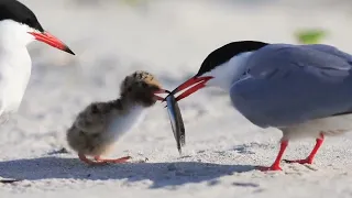 ماما جت ماما جت   دندنها