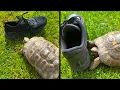 Racist Turtle vs Black Shoes Memes