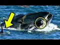 Whale Suddenly Swallowed A Diver 5 Minutes Later Everyone Was Extremely Shocked To See