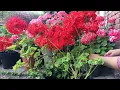 Download Lagu Geranium verzorging: bloemen snoeien voor een zomer vol bloei!