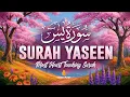 Download Lagu Surah Yaseen (Yasin) سورة يس | by Mishary Al Afasy | with Urdu translation | 4K Quran