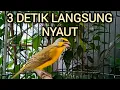 Suara PANCINGAN Burung MOZAMBIK AGAR LANGSUNG GACOR