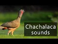 Download Lagu The crazy sounds of Chachalacas