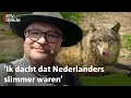 Download Lagu Dit kunnen wij volgens Duitsers leren over de wolf | RTV Utrecht