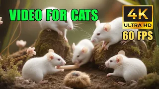 An amazing adventure for your cat 😺 Only mice and nature 🐾🐭🌿