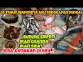 Download Lagu IKAN HIAS DISINI JADI MENU, 13 Tahun WARUNG WADER PAK WOKO