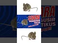 Download Lagu Ultrasonik Usir Tikus #usirtikus #suarausirtikus #usirhama
