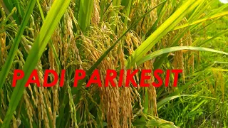 padi parikesit hasil memuaskan