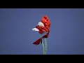 Musin - Self Frequency (The Ambient Zone)