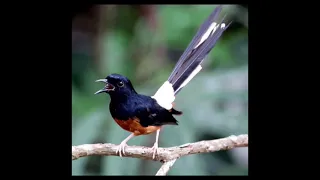 suara pikat burung besar dan kecil anti zonkkk