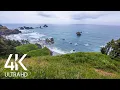 8 HOURS Ocean Waves Soundscape in 4K - Ocean Sounds and Singing Birds Ambience Oregon Coast
