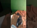 Download Lagu Pelatihan burung kekep babi untuk ff lolohan cara merawat