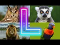L is for Love Adorable Animals and Birds Starting with L