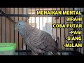 Perkutut Lokal Gacor Suara Super Kristal - Pancingan Malas Bunyi  (99%AMPUH BANGET)