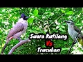 Download Lagu Pikat Burung Kutilang Dan Trucukan ||| Bisa Digunakn Sebagai Suara Pikat