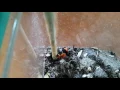 Cow Killer - Velvet Ant