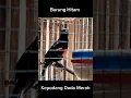 Download Lagu Burung ini mulai langka | Kepodang Dada Merah
