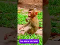 Download Lagu Libby just gave a birth???? Rainbow please came here! #monkey