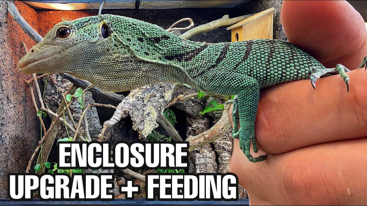 DREAM LIZARD VIVARIUM UPGRADE | GREEN TREE MONITOR