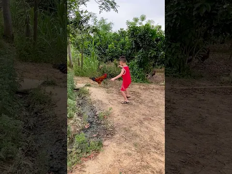 #Shorts | Đi Trêu Gà Và Cái Kết ❤ BIBI TV ❤