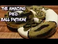 The Amazing Pied Ball Python