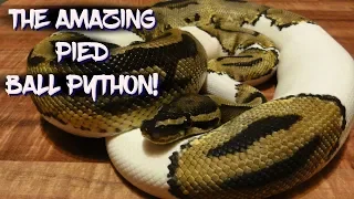 The Amazing Pied Ball Python