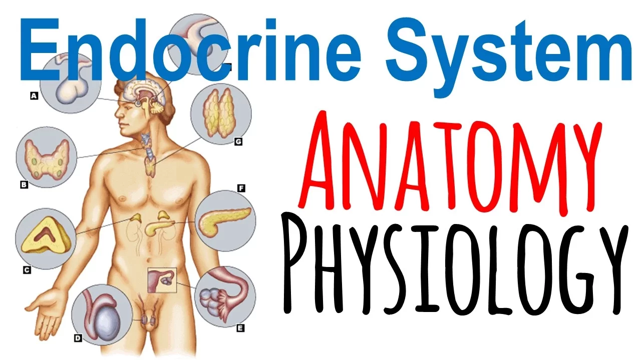 Endocrine system anatomy and physiology | Endocrine system lecture 1