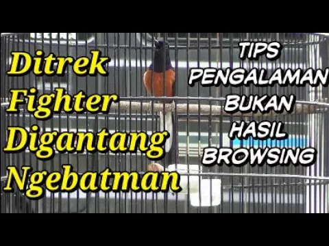 Murai Batu Ditrek Fighter Digantang Jadi Ngebatman