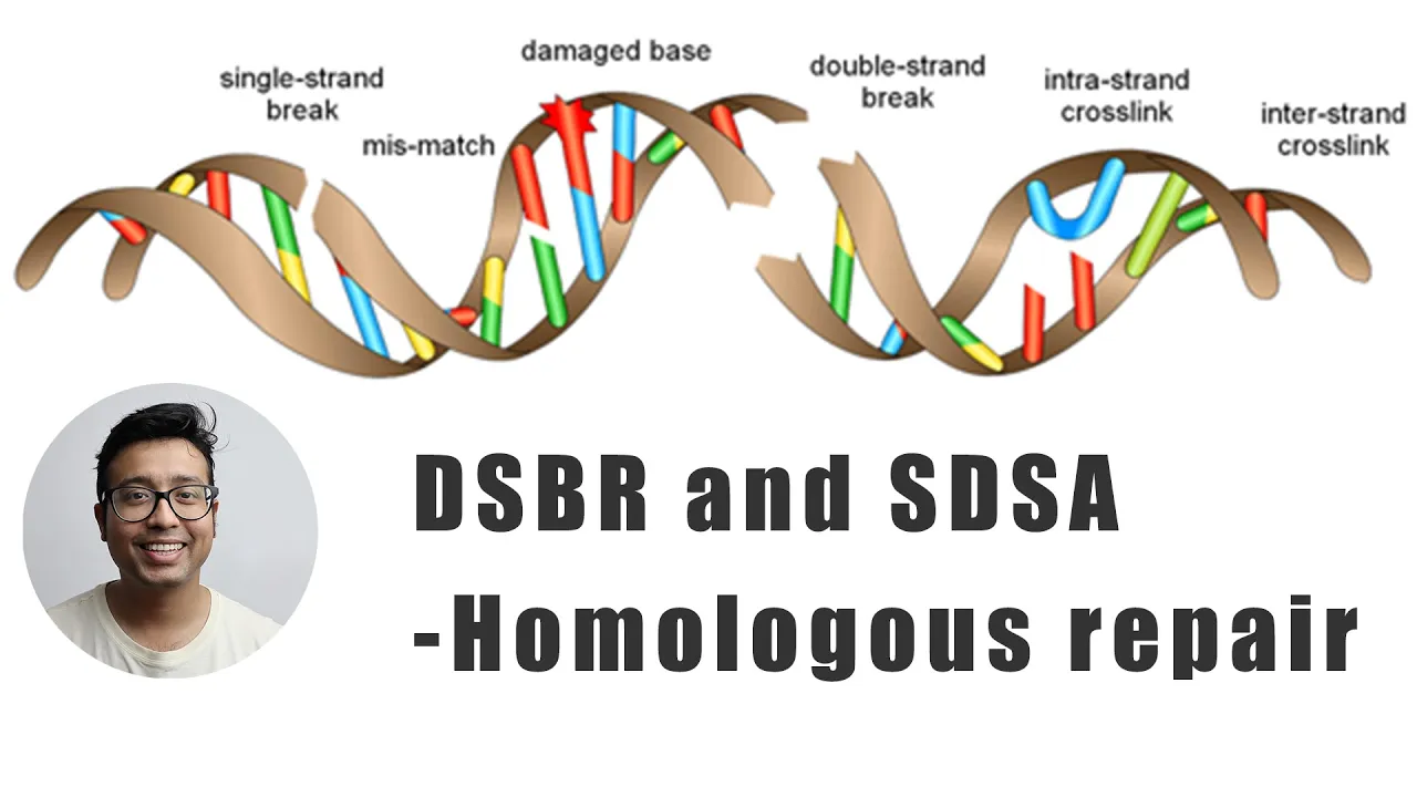 Double stranded break repair using homologous chromosome