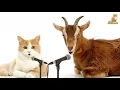 Download Lagu TAKBIRAN KAMBING DAN KUCING | Kucing Sholawat