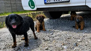 Abandoned mama and her puppies found shelter under a truck | Dog Rescue Shelter