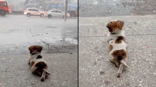 Puppy Lays With His Paws Crossed Watching The Rain
