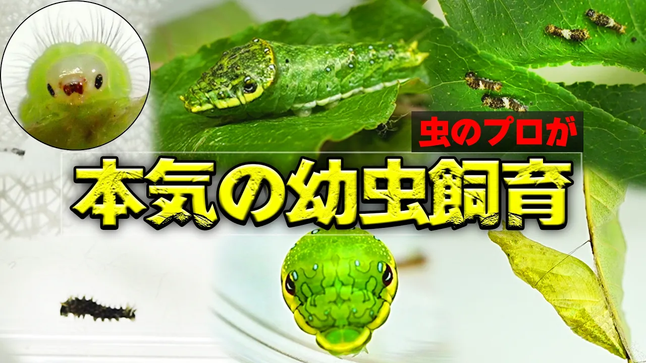 虫のプロがアゲハチョウの幼虫を本気で育ててみた