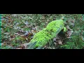 Emmit Fenn - Yellow (Music Video)