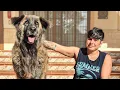 Amazing dog loses his family help me find him a new one