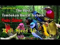 Download Lagu Kompilasi Tembakan Burcil Suara Super Tajam Pedas // Masteran Burung Faightr