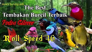 Download Kompilasi Tembakan Burcil Suara Super Tajam Pedas // Masteran Burung Faightr MP3