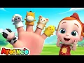 Download Lagu Di Mana Hewan Ternak?🐄| Keluarga Jari | Lagu Hewan | Lagu Anak-anak | LiaChaCha Bahasa Indonesia