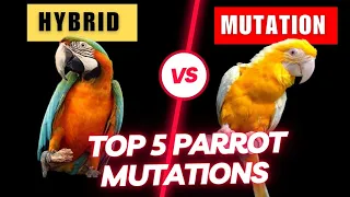 top 5 rare parrot mutations hybrid v s mutation why mutations are so expensive