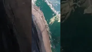 Dolphins 🐬